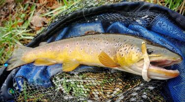 Стартовий набір Libra Lures Fatty D Worm Tournament 55 мм 20 мяких приманок для форелі 10 кольорів з ароматом криля набір гумових приманок герметичний контейнер ідеально підходить для лову форелі