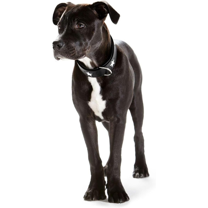 Нашийник для собак, зірочки, шкіра, м'який, 55 (M), чорний чорний 55 (M)