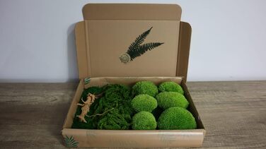 Мох Hello Moss для крафта - набір, що складається з 6 кулькових мохів ісландського моху, 1 пластинчастого моху, стабілізованого амаранту та японського кореня - збережений живий мох - набір DIY із зображенням моху (середньозелений)