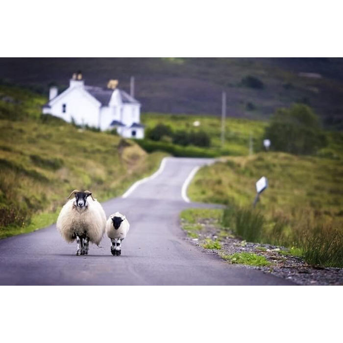 Подушка з мериносової вовни з етикеткою якості, подушка для сну, 900 г мериносової вовни, 40 x 80 см, натуральна вовна, 1 шт.