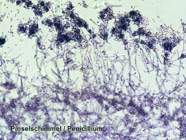 Набір мікропрепаратів Bresser 100 шт (5986003)