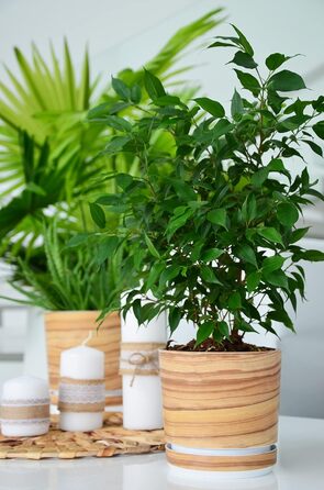 Горщик для квітів з блюдцем - Візерунок 047 Бамбук - 26 см - Кашпо з високоякісного пластику - Декоративний горщик для рослин 26 с