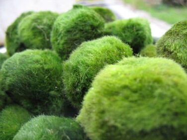 См) 1 Nano Marimo безкоштовно., 5 Giant Living Marimo Moss Balls ( 5,1