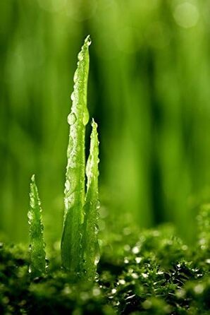 Подушка Mlily, подушка для сну, EBI. - K75.35.14 Гелева подушка для підтримки шиї Ортопедична гелева пінна подушка з наволочкою з алое вера Подушка Dream Sleep Visco 75x35x14см Біла