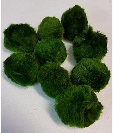 Кульок моху 4-6 см Cladophora Aegagrophila Темно-зелений ВБИВЦЯ ВОДОРОСТЕЙ Кришталево чиста вода Включає зразок корму від Bavarian Aquaristikmanufaktur, 5