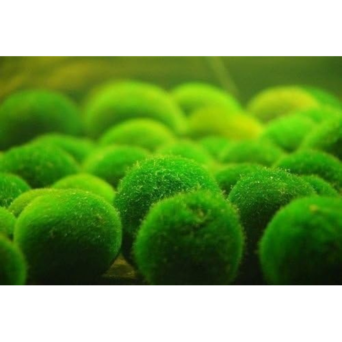 См) 1 Nano Marimo безкоштовно., 5 Giant Living Marimo Moss Balls ( 5,1