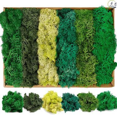 Ісландський мох, консервований мох, декоративний мох для рукоділля, картина з моху, виготовлення моделей, художній мох, натуральний консервований мох у 6 кольорах (240 г), натуральне багаторазове листя моху для декору, виготовлення моделей, прикраса для д