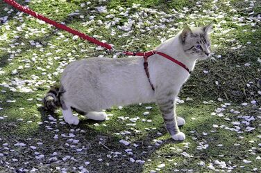 Шлейка для котів PetSafe Easy Walk з еластичним повідком-банджі, для вигулу вашого кота, розмір L, червона, CWMK-L-RED-19