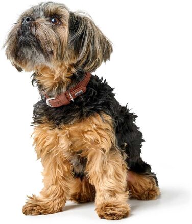 Ошийник для собак Hunter SOHO MINI, колір коньяк, шкіра яловичини, м'яка та еластична, дбайливий до шерсті, легкий, для маленьких собак та цуценят, виготовлено в Німеччині, розмір 37 коньяк 37