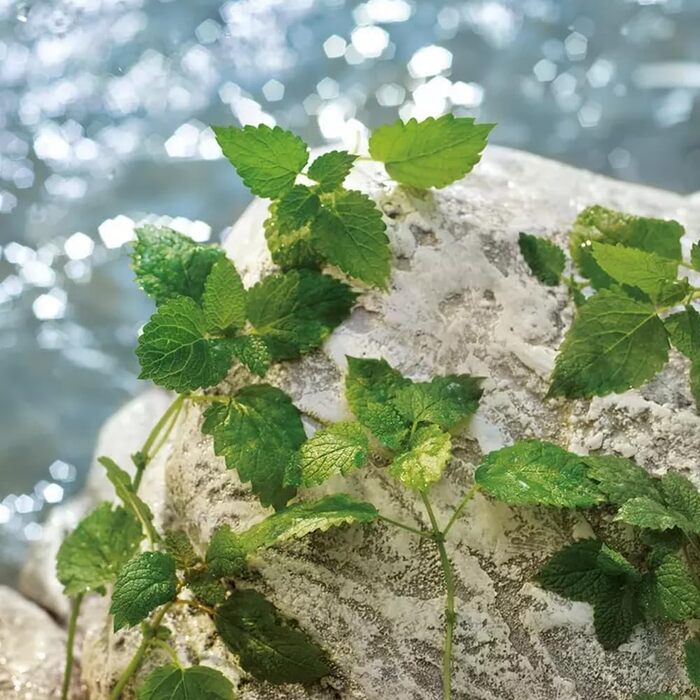 Туалетна вода Dolce & Gabbana Light Blue (75 мл)