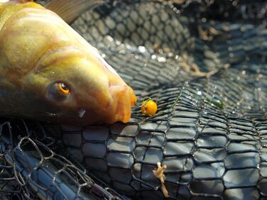 Набір наживок Tandem Baits з 16 шт. для методу та годівниці, розмір XXL Ловля коропа без зусиль Аксесуари для лову коропа для професіоналів та рибалок-аматорів