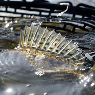 Прогумований сачок від Sebastian Hnel - сачок для судака