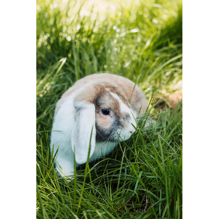 Шампунь Petvital Verminex для захисту від паразитів для всіх домашніх тварин, 250 мл
