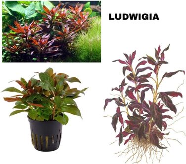 Набір акваріумних рослин SAHAWA, 3-6 рослин у горщиках, анубіас, папороть, стебла, кульки моху, горщики 5 см ( 13 3 рослини)