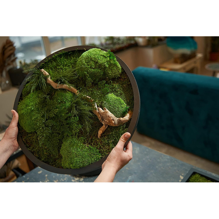 Кульковий мох, кульковий мох, консервований у 3-х різних кольорах, справжній міцний натуральний продукт для виготовлення мохових картин, займає площу 30х30 см - 0,10 м (світло-зелений)