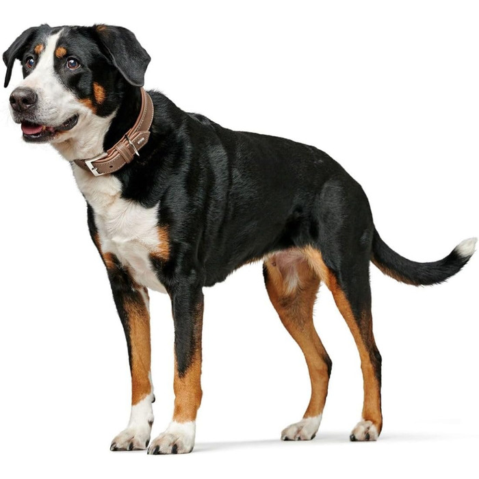 Нашийник для собак HUNTER PORTO, колір тиффані/коньяк, виготовлений з рослинно дубленої оливкової шкіри, особливо м'який та зручний, ніжний до шерсті та міцний, ручна робота, розмір 60 тиффані/коньяк 60