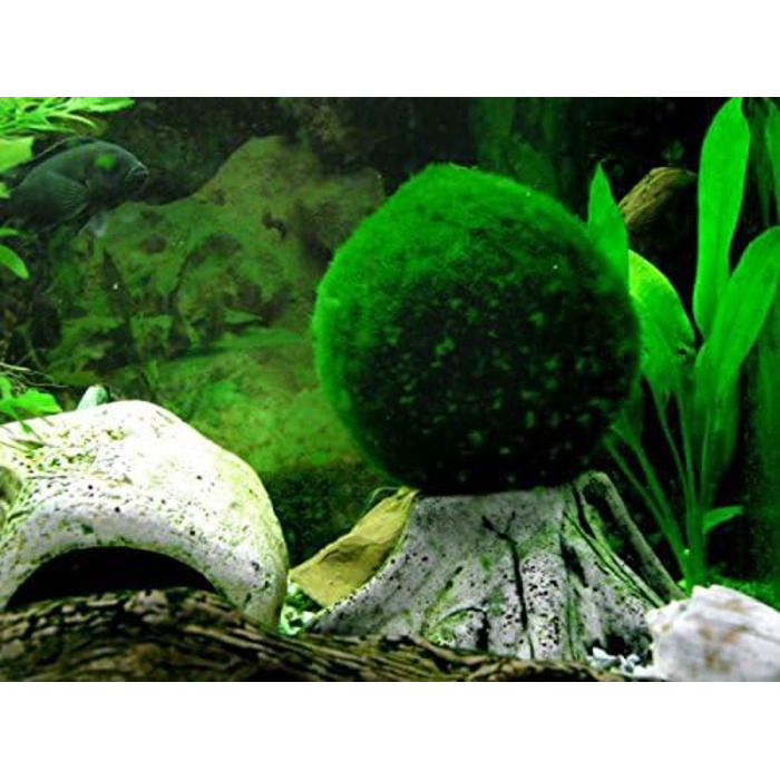 Розплідник - Garnelio 3 x куля моху - 3 см - Aegagrophila linnaei - біофільтр для акваріумів - вибір кількості