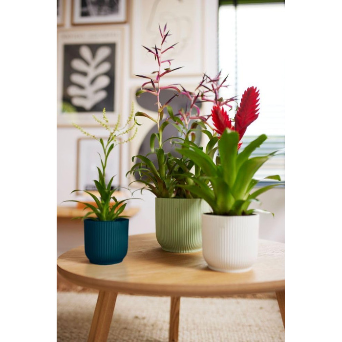Круглі горщики для рослин elho Vibes Fold - Кімнатні квіткові горщики - 100 перероблений пластик - Набір з 3 шт. - Ø 14, 16, 18 см - Зелений/Сорбет-зелений