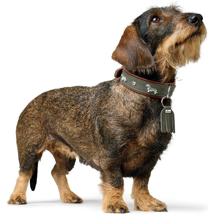 Нашийник для такси Мюнхен, колір коньяк/чорний, шкіра, вишукані декоративні елементи для такс, м'який та міцний, не пошкоджує шерсть, розкішний, екологічно виготовлений, стійкий, вироблено в Німеччині, розмір 32 коньяк/чорний 32