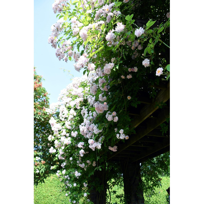 Шкіряна кобура OKATSUNE 133 велика Кобура для пояса з міцної шкіри Підходить для садових ножиць/секаторів Okatsune 103 та 104 235 мм, 65 г Світло-коричнева кобура 133 для 103104