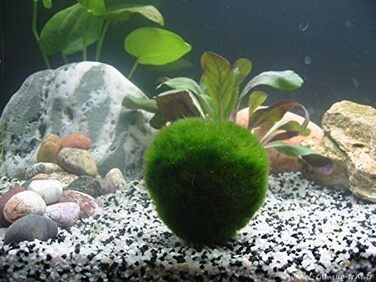 См) 1 Nano Marimo безкоштовно., 5 Giant Living Marimo Moss Balls ( 5,1