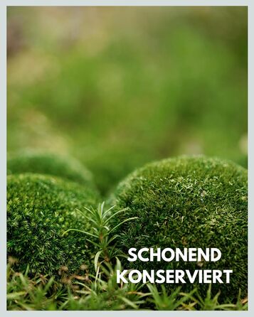 Шаровий мох збережений натуральний зелений 125 г Справжній Болленмосс для фотографій моху Міцний мох для рукоділля Водостійкий натуральний зелений ісландський мох