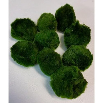 Кульок моху 4-6 см Cladophora Aegagrophila Темно-зелений ВБИВЦЯ ВОДОРОСТЕЙ Кришталево чиста вода Включає зразок корму від Bavarian Aquaristikmanufaktur, 5