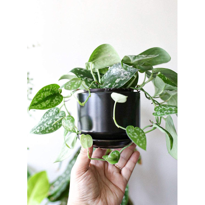 Набір з 3 керамічних квіткових горщиків, діаметром 111317 см, набір для невеликих кашпо, квітковий горщик для кімнатних рослин з блюдцем та дренажним отвором, чорний