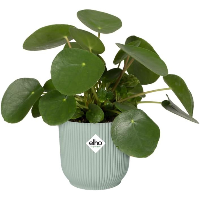 Круглі горщики для рослин elho Vibes Fold - Кімнатні квіткові горщики - 100 перероблений пластик - Набір з 3 шт. - Ø 14, 16, 18 см - Зелений/Сорбет-зелений