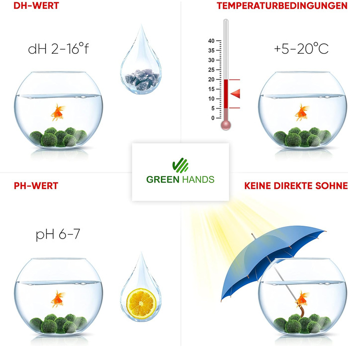 Ук моху, акваріумний мох, справжні мохові кульки для акваріумів, справжня кладофора, натуральні водні рослини для нано- та великих акваріумів, екологічно чисті та стійкі розміри кульок Marimo Moss Balls. 2-3 см, 1