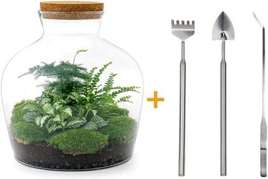 Пляшковий сад Рослини в скляній банці зі світлом 30 см - DIY - Terrarium Complete Set - Тераріум для рослин - urbanjngl Комплект тераріуму (Товстий Джо Грін)