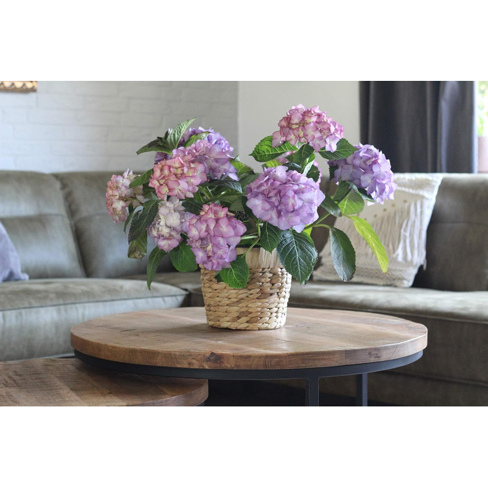 Набір з 2 круглих плетених квіткових горщиків з морської трави Decorasian з міцними пластиковими вставками для посадки - горщик для рослин - 2 x 20 см -