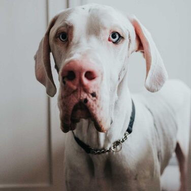 Нашийник з ланцюжком Aalborg чорний, розмір M