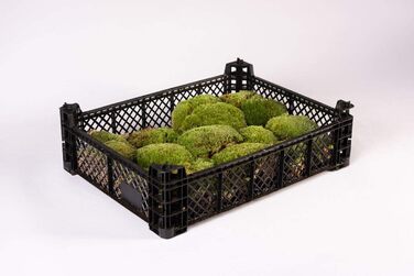 Грунт кульковий мох для тераріуму - Грунт для тераріуму для рептилій натуральний мох справжній мох кульки підстилка мох земля густий мох килим декоративний мох для тераріуму тропічний ліс тераріум (1 коробка кульок)