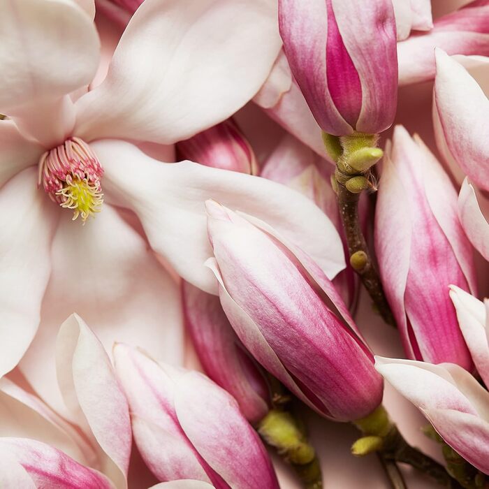 Парфуми Escada Celebrate N.O.W (30 мл)