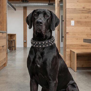 Нашийник для собак з екошкіри з заклепками для малих, середніх та великих порід (Пітбуль, Мастиф, Лабрадор, Боксер, Ротвейлер, Німецька вівчарка), фіолетовий, розмір XL