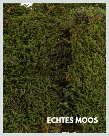 Пластинчастий мох довго зберігав природний зелений Декоративні стінові мохові панелі довговічні Картина з моху своїми руками зроби сам Килимок із натурального зеленого моху, 300 г, Living in Green