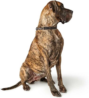 Нашийник з ланцюжком Aalborg чорний, розмір M