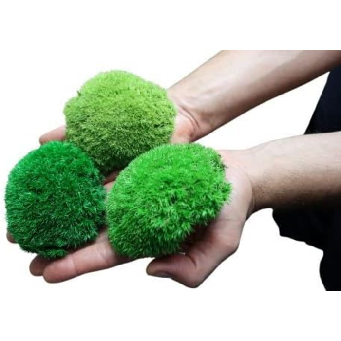 Збережений мох на вагу - Прикраса з моху для вас - Кулястий мох, збережений для вашого дому - Створіть картину з моху - підходить як моховий тераріум і ліси у склі (100 г світло-зеленого)