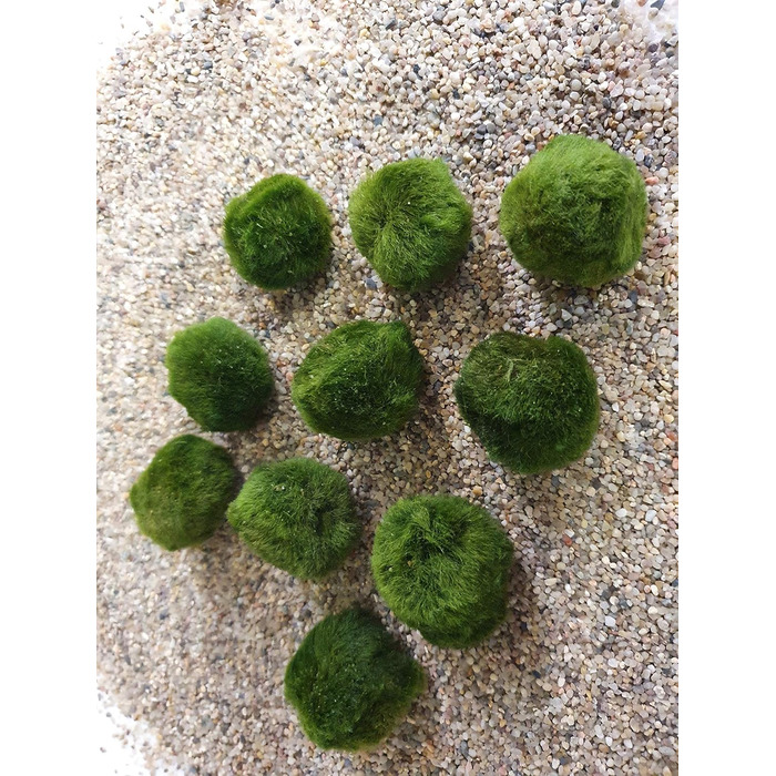 Мохові кульки з водними рослинами SAHAWA Aquatic Arts 10 мохових кульок приблизно 3 см