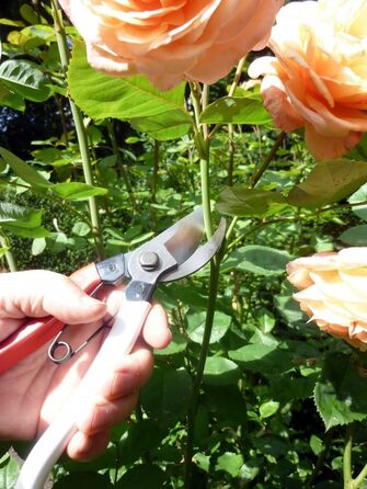 Садові ножиці Okatsune 103 для рук середнього розміру, надзвичайно гострі для легкого різання до 25 мм виготовлені з високоякісної японської сталі Izumo-Yasugi, безперечного лідера в Японії. Садові ножиці 103, середні