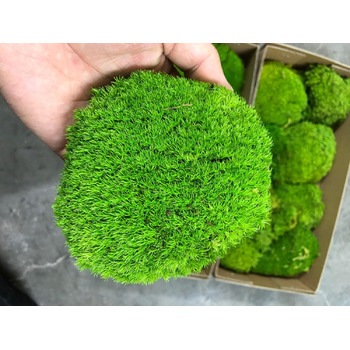 Збережені рослини палка мох подушка булочка подушка натуральний зелений декоративний справжній натуральний зелений DIY kit тераріуми садівництво мистецтво декорування стін флористичний декор (Green-b, 1.5 sq.ft)