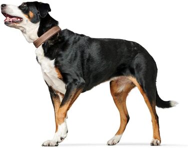 Нашийник для собак HUNTER PORTO, колір тиффані/коньяк, виготовлений з рослинно дубленої оливкової шкіри, особливо м'який та зручний, ніжний до шерсті та міцний, ручна робота, розмір 60 тиффані/коньяк 60