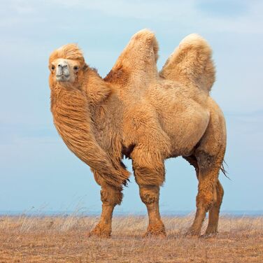 Подушка Sense of Nature з натурального верблюжого волосся Наповнювач 100 кульки верблюжого волосся Чохол 100 бавовна, 40x80 см