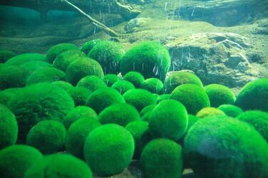 Великі кульки з моху 3 шт. и приблизно 6-7 см 1 нано кулька з моху 1-2 см