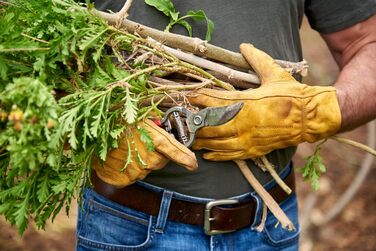 Ковані садові ножиці Corona BP 3180D Classic Bypass, довжина різання 2,5 см, червоні, 1 м