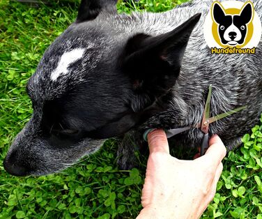 Набір ножиць для собак Hundefreund з філіровочними ножицями для догляду за шерстю Ножиці з нержавіючої сталі із заокругленими кінчиками для грумінгу собак