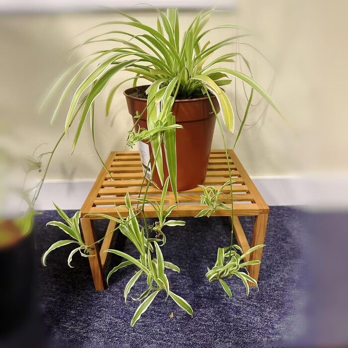 Кухонна полиця Yisen, кухонний органайзер, тримач для спецій, штабелюється, органайзер для полиць з масиву ясена для кухні, для ванної кімнати (комплект з 2 шт.)