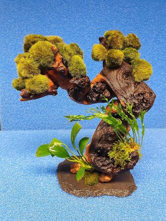 Дерево креветок 15 мохових кульок, засаджених папороттю та акваріумними рослинами Anubias (Mopani).