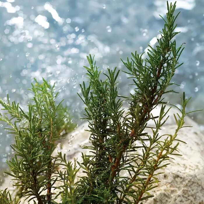 Туалетна вода Dolce & Gabbana Light Blue (75 мл)